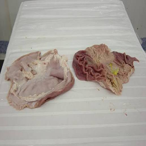 Estómago de Cerdo Congelado de Alta Calidad, Desgrasado y Limpio, Venta al por Mayor de Carne de Estómago de Cerdo - Product Image 1