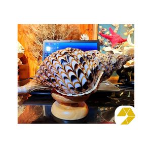 Conchas Marinas Decorativas Pulimentadas - Conchas de Caracol Tritón Ecológicas para Proyectos de Arte Costero y Diseño Interior Náutico - Product Image 1
