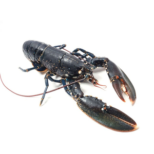 Homard bleu frais de qualité supérieure, homard de mer pour l'exportation, fournisseur en gros - Product Image 3