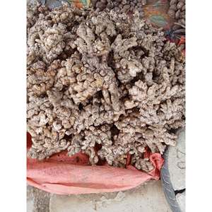 Gingembre frais Dieng Bien du Vietnam |   Racine de gingembre aromatique et épicée pour l'exportation - Product Image 1