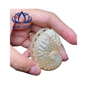 สินค้าขายดี เปลือกหอยปูเสฉวนรักษ์โลก สีเหลือง ขาว เขียว เงิน สำหรับขายส่ง ของตกแต่งห้องสุดพิเศษ เวียดนาม - Product Image 1