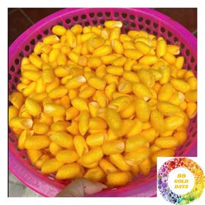 Capullos de Seda de Morera Natural de Vietnam para Producción de Seda Cruda, Aplicaciones Textiles y Suministro a Granel para Exportación - Product Image 1