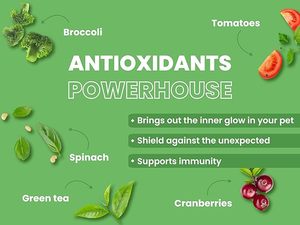 Nourriture végétalienne pour chiens et chats, biologique, naturelle, sans céréales, riche en protéines végétales, formule pour soutenir l'immunité, la peau et le pelage, vitamine E, canneberge - Product Image 6