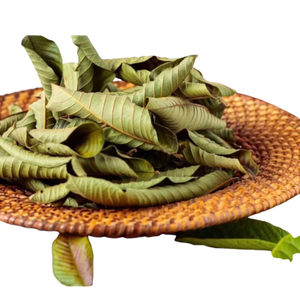 Oferta para Socios: Hoja de Guayaba Cruda Seca al Sol (Psidium Guajava) en Bolsa de Malla de 20kg - Proveedor B2B, Exportador, Importador, Comercio de Origen Vietnamita - Product Image 1