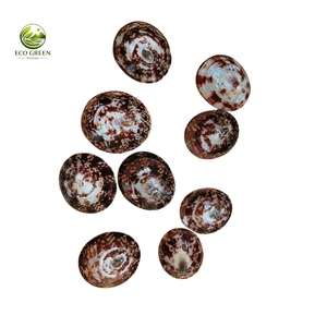 Pares de Conchas de Limpet Naturales Ecológicas de Primera Calidad (Pulimentadas) para Manualidades, Lencería y Tops de Playa - Product Image 6