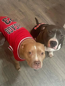 Chaleco Deportivo de Malla para Perros Chicago 23, Transpirable, para Todas las Estaciones - Product Image 2