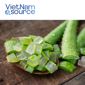 Aloe Vera orgánico de la mejor calidad de Vietnam, perfecto para bebidas, belleza y bienestar, aloe vera agrícola directo de la granja - Product Image 1