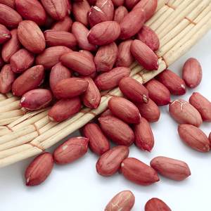 High Quality Organic Raw Kernel <b>Peanuts</b> Dried Style Available in Bulk Wholesale Now Available in Bulk Stock at Affordable Price - Product Image 5