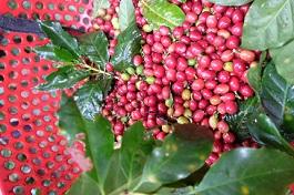 100% Mix Arábica Coffees Classic Ground Coffee High Toast con alta calidad para que el cliente haga café instantáneo de Vietnam - Product Image 4