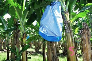 Cenplas BB-001 Housse en plastique thermoscellable réutilisable et écologique en PP non tissé pour la protection des fruits (bananes, tomates) et des jardins d'hiver - Product Image 5