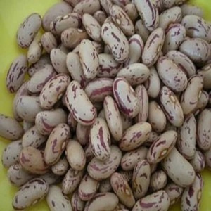 Frijoles Rojos Pinto con Motas Claras de Alta Calidad / Frijoles Kidney / Frijoles Pinto / Frijoles Sugar Bean - Product Image 3