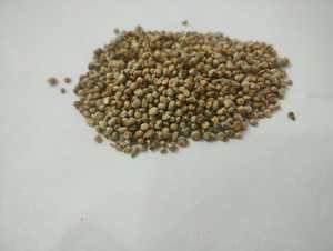 Millet Indien Non-Glutineux de Haute Qualité pour l'Alimentation du Bétail - Millet Perlé Bajra en Vrac - Ingrédient Alimentaire pour Bovins - Vente en Gros - Product Image 4
