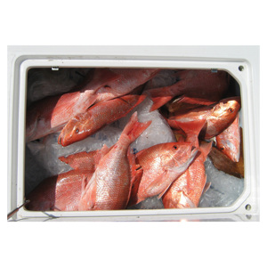 ปลาทะเลสีแดงแช่แข็งแบบเฉพาะปลาทะเลสีดำ/ แดงแช่แข็ง - Product Image 1