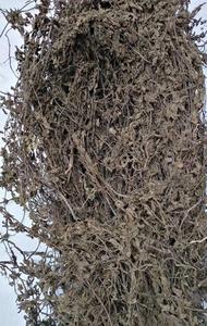 COMIDA Y BEBIDA A BASE DE HIERBA DE JELLY NEGRO SECADA DE LAS TIERRAS ALTAS / HOJAS DE HIERBA DE JELLY MESONA CHINENSIS / Lirio - Product Image 6