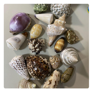 เปลือกหอยคุณภาพพรีเมียมสำหรับตกแต่งตู้ปลาขายส่ง - Product Image 6