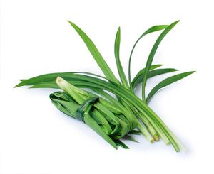 Hojas de Pandan Congeladas a Granel, Suministro de Fábrica, Hojas de Screwpine Premium de Vietnam para la Industria de Procesamiento de Alimentos - Ms. Grace - Product Image 1