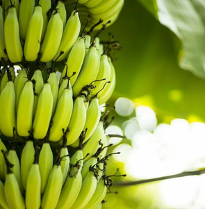 Plátanos Frescos Cultivados Naturalmente, Fruta Tropical Premium para Cadenas de Comercio Minorista, Distribución Mayorista y Comercio Global - Product Image 5