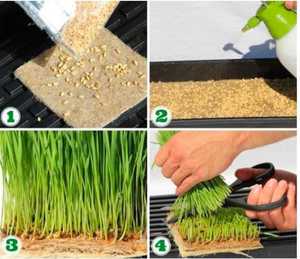 Substrat pour orchidées, utilisation en agriculture et jardinage, mélange de rempotage, bloc de 600-650g, copeaux de coque de noix de coco naturelle, écologique, biodégradable - Product Image 4