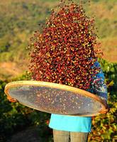 Café instantané de haute qualité, torréfié et vert, en grains d'Arabica, provenant de Konnai Son La, Vietnam, en boîte