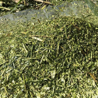 Silage de maïs premium pour l'alimentation des bovins, des chevaux et des porcs, fourrage fermenté de haute qualité en provenance du Vietnam