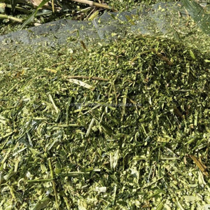 Silage de maïs premium pour l'alimentation du bétail – Fourrage fermenté de haute qualité en provenance du Vietnam - Product Image 5