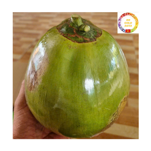 Noix de coco fraîche |   Coque entière |   Eau douce |   Idéal pour les stations estivales et les cafés de plage |   Fournisseur Vietnamien - Product Image 1