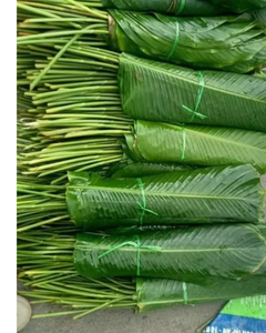Hojas de Dong Frescas Naturales de Origen Vietnamita para Venta al por Mayor - Product Image 6