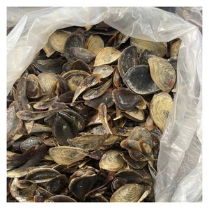 Coquilles d'opercules naturelles pour remplissages décoratifs, artisanat fait main et projets de design créatif - Product Image 4