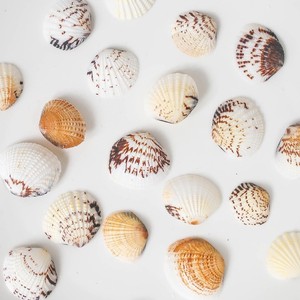 Conchas marinas naturales al por mayor a precio económico, conchas de almeja para manualidades y decoración de playa - Product Image 2