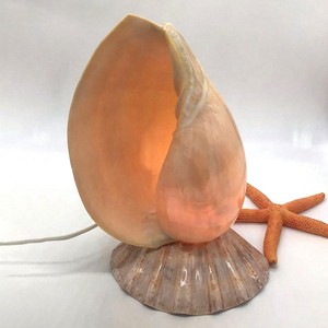 Natural seashell lampshade real nautical sea shell <b>night</b> <b>light</b> table lamp for bedroom accent - Product Image 1