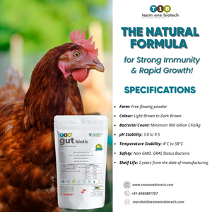 Suplemento Probiótico para Ganado para Mejorar el Rendimiento Alimentario - Product Image 4