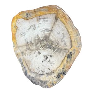 Premium Polished Round Petrified <b>Wood</b> Plate <b>Wood</b> <b>Slice</b> for Table Decor Interior Decoration - Product Image 5