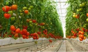 Bolsas de Cultivo de Fibra de Coco para Cultivo Hidropónico en Invernadero, Productos Personalizables 100% Ecológicos y Biodegradables al Mejor Precio - Product Image 4