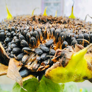 Graines de tournesol de qualité supérieure / Graines de tournesol à bas prix / Graines de tournesol biologiques de haute qualité à vendre - Product Image 3