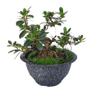 Maceta pequeña de plástico ecológica Happy Plant T, ideal para regalos verdes y decoración interior del hogar - Product Image 1