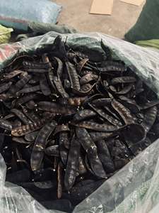 HIGH GRADE Honey Locust Dried Fructus Gleditschiae From Vietnam - Product Image 6
