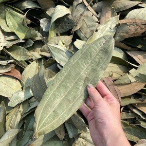 Hojas de Canela Secas de Vietnam Premium, 100% Naturales, 24 Meses de Duración, Empaque a Granel para Importadores, Mayoristas y Comerciantes Globales - Product Image 1