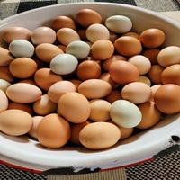 Œufs de poule bruns frais biologiques brésiliens de haute qualité, œufs de table, durée de conservation de 24 mois, prix compétitif, vente en gros, marque personnalisée