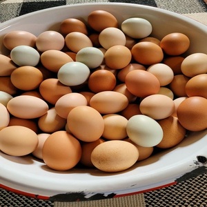 Huevos Frescos Orgánicos Brasileños de Alta Calidad, Huevos de Gallina Marrones de Mesa, 24 Meses de Vida Útil, Precio Competitivo, Venta al por Mayor, Marca Personalizada - Product Image 1