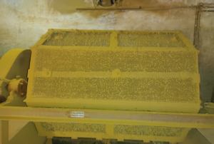 Cúrcuma en Polvo ORGÁNICA CARGONET de Primera Calidad, Ingrediente Natural para Cocinar y Especias de Orissa, al Mejor Precio al por Mayor - Product Image 5