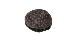 Perruque et toupet 100% cheveux humains, cheveux vierges chinois Remy, prothèse Taz Hair BD Lace Front Water Wave - Product Image 6