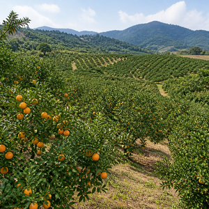 Huile essentielle de peau de mandarine pressée à froid du Vietnam – Arôme naturel d'agrumes & Approvisionnement en gros pour l'exportation - Product Image 5