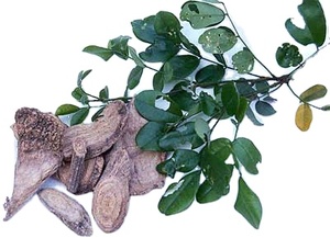 KMP Marca 200mg Thai Derris Scandens Cápsulas de extracto de hierbas Venta directa de fábrica Cultivo salvaje 100 Cápsulas/Caja de Tailandia - Product Image 2