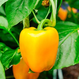 Poivron jaune de qualité supérieure, récolté à la ferme, pour une utilisation culinaire professionnelle et domestique - Product Image 1