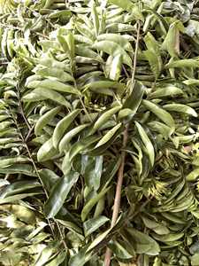 Feuilles de corossol séchées du Vietnam en vrac – Matière première naturelle pour thé, qualité export – Mme Tarina - Product Image 5