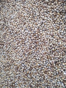 Millet entier indien séché, riche en protéines, non glutineux, pour l'alimentation animale – Fournisseur et exportateur en gros de graines - Product Image 6