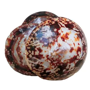 Best Selling High Quality Polish Limpets shells From The Ocean Limpets For Seashell Natural Handicraft