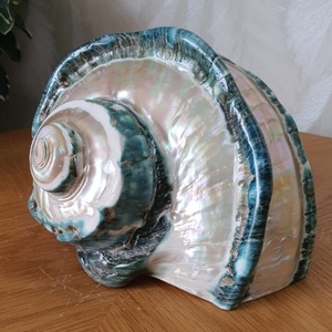 ของตกแต่งทำเองจากเปลือกหอยทะเลธรรมชาติ//เปลือกหอยแมงป่องแท้ 100% สำหรับงานฝีมือและการออกแบบ//เปลือกหอยที่สวยงาม - Product Image 4