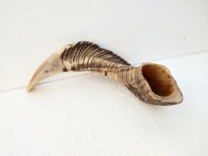 Shofar Pulido Hecho a Mano con Forma Natural de Cuerno de Carnero, Temática Animal, Coleccionable, para Ceremonias Religiosas por Curio Craft - Product Image 3