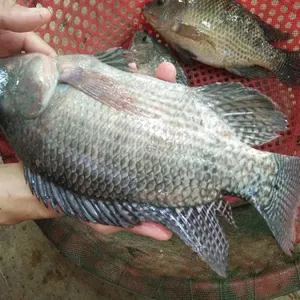 Filete de Tilapia Congelado al Vacío VH Food, Bajo en Grasa y Sal, Calidad Seleccionada, Sabor Suave, Textura Firme, Vietnam, Tamaños Personalizados - Product Image 5
